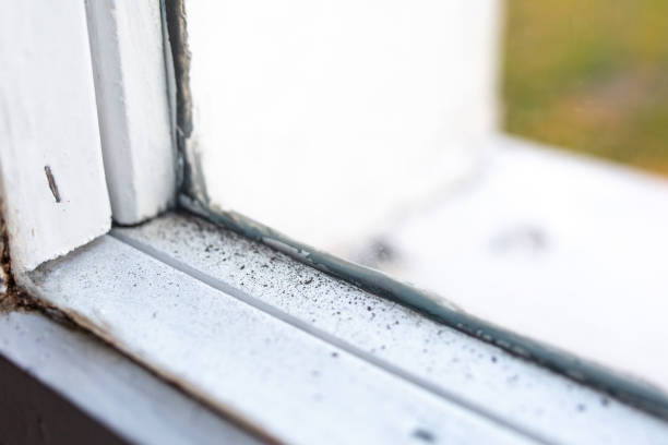 Best Mold-Related Health Consultation  in Eagar, AZ