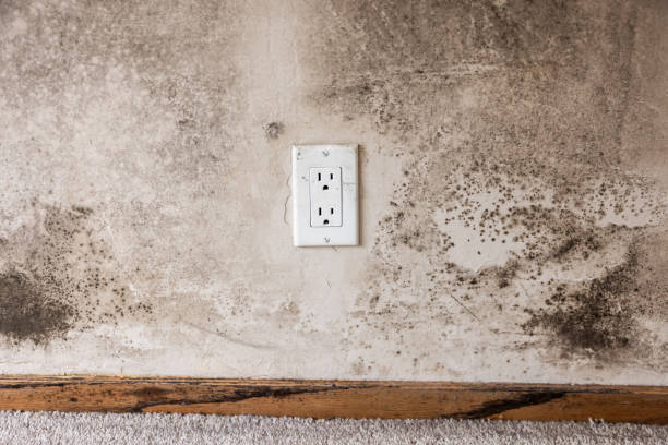 Best Basement Mold Removal  in Eagar, AZ